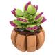 BRIXIES Plus Mini Blume "Venus"