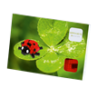 Brixies Postkarte Marienkäfer / ladybird | Bild 2