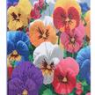 Crystal Art 40x50cm - Perfect Pansies | Bild 2