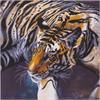 Der Tiger, Bild 70x70cm Crystal Art Kit