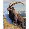 Fotomagnet Steinbock 65x90mm