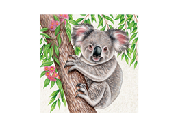 Magnet Wild Koala