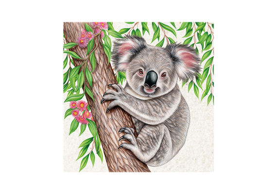 Magnet Wild Koala