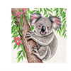 Magnet Wild Koala