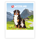 Postkarte Berner Sennenhund - Switzerland
