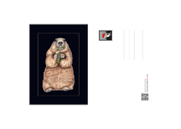 Postkarte Murmeltier