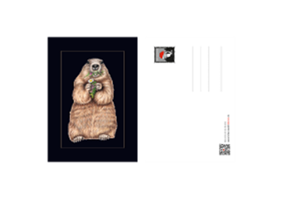 Postkarte Murmeltier