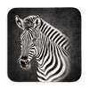 Untersetzer Black Edition, Zebra, 9x9cm