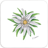 Untersetzer Edelweiss, 9 x 9cm