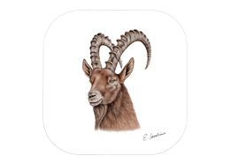 Untersetzer Steinbock, 9 x 9cm