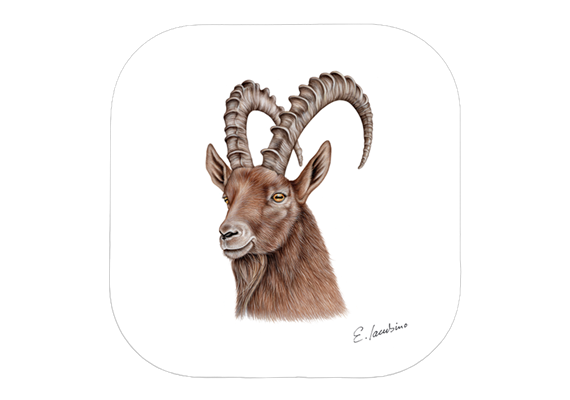 Untersetzer Steinbock, 9 x 9cm