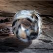 Band Reflektor Furrit Nature Leopard | Bild 2