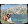 Fotomagnet Holz mit Bernhardiner Hund am See