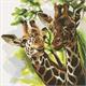 Girafes sympathiques, 30x30cm Crystal Art Kit