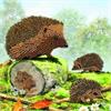 Igel, 18x18cm Crystal Art Card