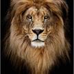 Lion, image 21x25cm avec cadre Crystal Art | Bild 2