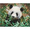 Panda affamé, 40x50cm Crystal Art Kit
