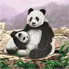 Panda mit Jungem, Karte 18x18cm Crystal Art