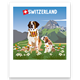Postkarte Bernhardiner - Switzerland