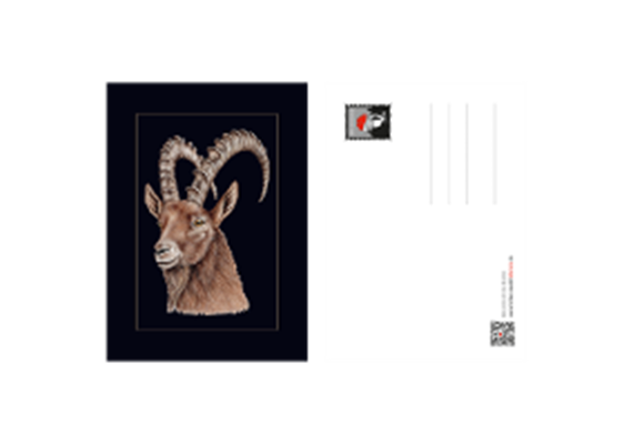 Postkarte Steinbock