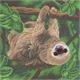 Sloth à deux orteils, 30x30cm Crystal Art Kit