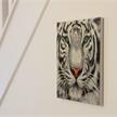 Tigre blanc, 30x30cm Crystal Art Kit | Bild 5