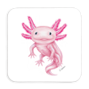Untersetzer Axolotl, 9x9cm