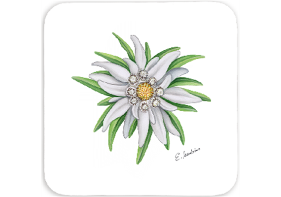 Untersetzer Edelweiss, 9 x 9cm
