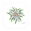 Untersetzer Edelweiss, 9 x 9cm