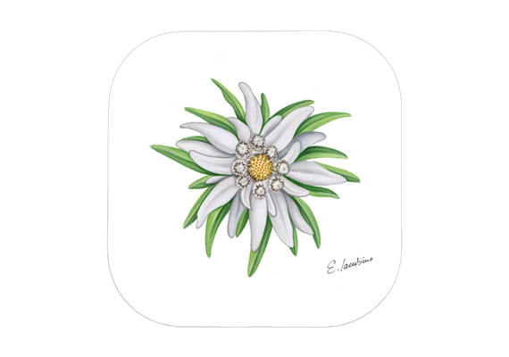 Untersetzer Edelweiss, 9 x 9cm