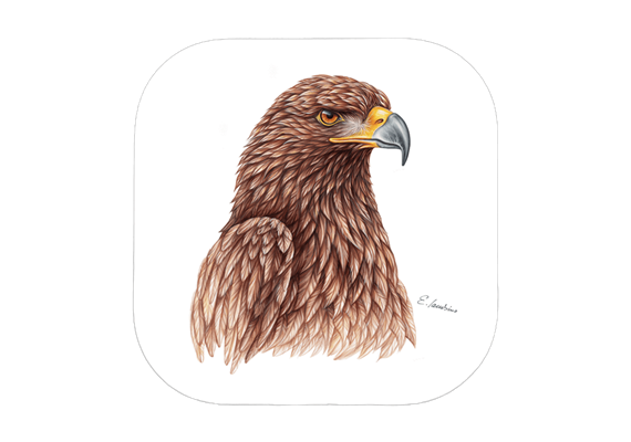 Untersetzer Steinadler, 9x9cm