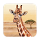 Untersetzer Wild Giraffe, 9x9cm